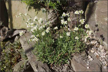 Draba stylaris.